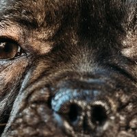 I 9 problemi più comuni agli occhi dei cani (come prevenirli e trattarli)