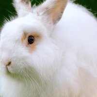Storia delle razze di coniglio d'Angora da tutto il mondo dall'antichità sino ad oggi con immagini e descrizioni delle razze Angora