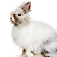 Coniglio d'Angora: come curare il pelo del tuo coniglio