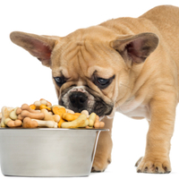 I cuccioli possono mangiare cibo per cani adulti? Nutrizione per cuccioli vs adulti e cosa bisogna sapere!