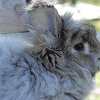 Quanto vivono i conigli? Consigli per far vivere più a lungo il tuo coniglio