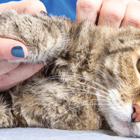 Artrite nei gatti: i migliori rimedi naturali