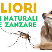 I migliori repellenti naturali contro le zanzare per i cani