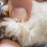 Hai tagliato troppo le unghie del cane? ecco alcuni consigli su come fermare il sanguinamento