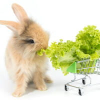 I migliori alimenti naturali per conigli