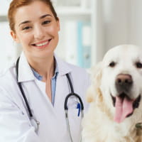 Come trattare la dermatite piotraumatica (Hot Spot) nei cani: La guida definitiva