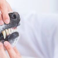 10 consigli per la cura dei denti dei cani