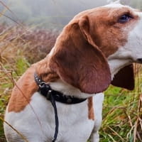Le 25 razze canine con il senso più potente dell'olfatto