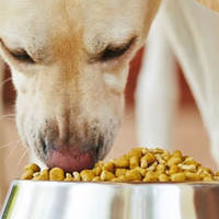 Dieta a Rotazione Alimentare per Cani