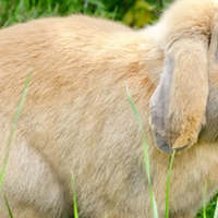 Proteggere il tuo coniglio domestico dalle pulci