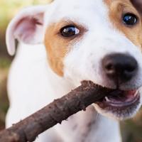 Dovresti lasciare masticare legno al tuo cane?