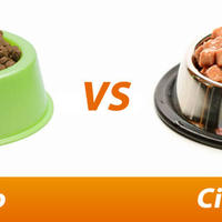 Cibo per Gatti: Cibo Umido vs Cibo Secco
