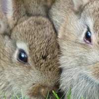 Nutrizione del coniglio: 8 domande e risposte