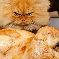 Il tuo gatto rifiuta il cibo? Scopri quali sono le cause e come puoi aiutarlo!