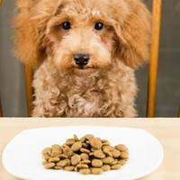 Ingredienti OGM nel Cibo per Cani: alcuni luoghi comuni