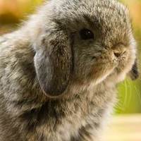 12 delle più piccole e carine razze di conigli del mondo