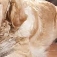 Dovresti cambiare il cibo del tuo cane? 7 segni per capirlo
