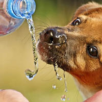 Il ruolo dell’acqua nella dieta dei cani