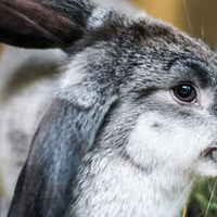 La congiuntivite nei conigli