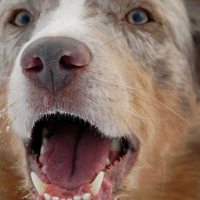 Riconoscere i diversi tipi di aggressività dei cani