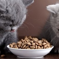 10 Domande e risposte frequenti sulla Nutrizione dei Gattini