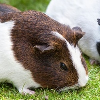 Cavie e il loro bisogno di compagnia