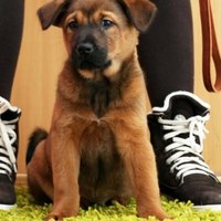 Segnali che il tuo Cane deve fare i suoi bisogni