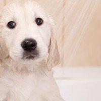 Shampoo allergenici per Cani: Ingredienti da evitare