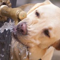 6 fonti d’acqua dalle quali il cane non dovrebbe bere