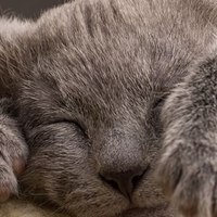 10 motivi per i quali i gatti sono migliori dei cani