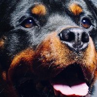 Come il giusto tipo di esercizio può aiutare le articolazioni dei cani di razze grandi