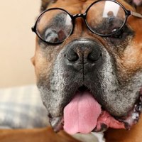 I cani sono davvero più intelligenti dei gatti?