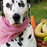 Dieci frutti sani che sono adatti per i cani