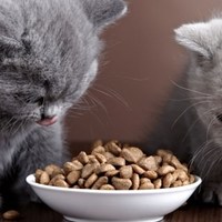 Cosa fare quando il vostro gatto rifiuta il cibo