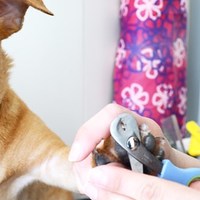 Come tagliare le unghie ad un cane: una guida dettagliata e completa