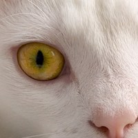 Perché il colore degli occhi dei gatti cambiano?