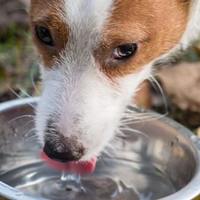 Cosa può bere un cane a parte l’acqua?