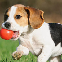 Come interpretare la coda di un cane