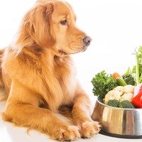 Dieta del cane & cancro: i migliori consigli sull’alimentazione
