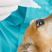 La Congiuntivite nei Cani: Cause, sintomi, cura & Prevenzione