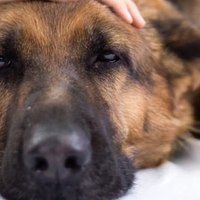 Il Diabete nei Cani: cause, sintomi e trattamenti