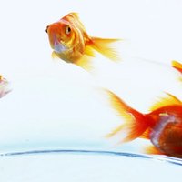 Come capire se il vostro pesce rosso è felice e in salute