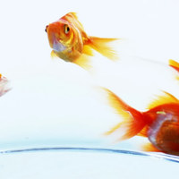 Come capire se il vostro pesce rosso è felice e in salute