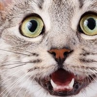 Problemi ai denti dei gattini: come affrontarli