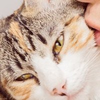 Le cinque cause più comuni di allergie nei gatti