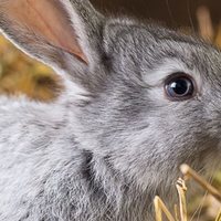 Come fornire al coniglio una dieta naturale