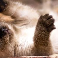 5 caratteristiche comuni della personalità del Gatto Siamese