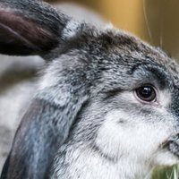 Capire il Comportamento dei Conigli