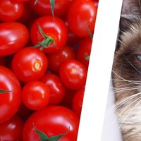 I gatti possono mangiare pomodori?
