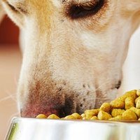 La Digestione dei Cani: linee guida per un'alimentazione sana